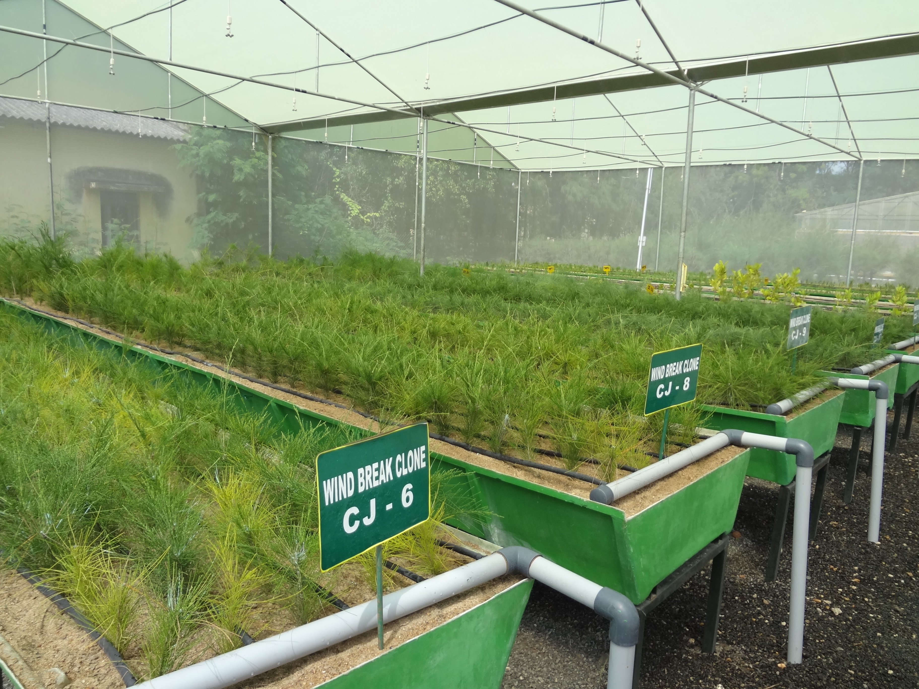 Mother bed chamber for mass multiplication of Windbreak Clones